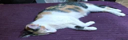 Mixed Breed cats for sale: Urgent, three lovely cats 🐈  - Advert 5