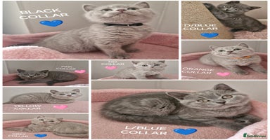 British Shorthair cats - Advert 4
