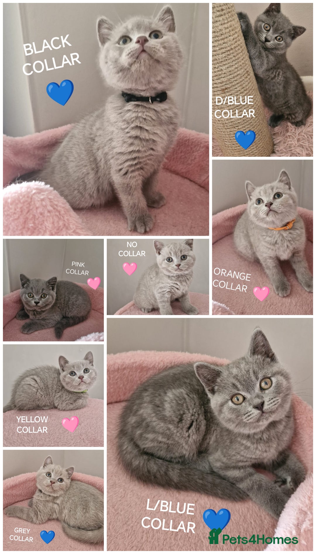 British Shorthair cats for sale: 8 Pedigree British Shorthair Kittens Blue Lilac  - Image 2