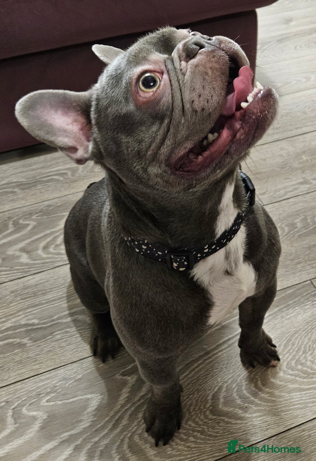 French Bulldog dogs for stud: Prince naseem,STUD kennel club,now available  - Advert 9