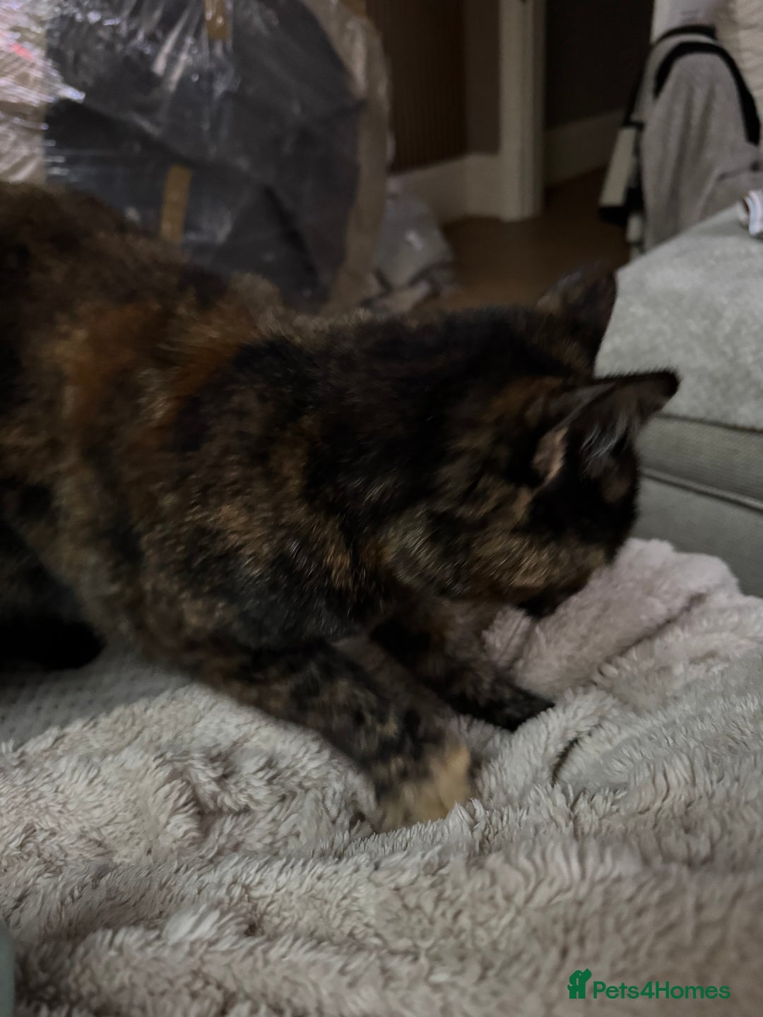 Domestic Shorthair cats for sale: Beautiful Bea  - Advert 3