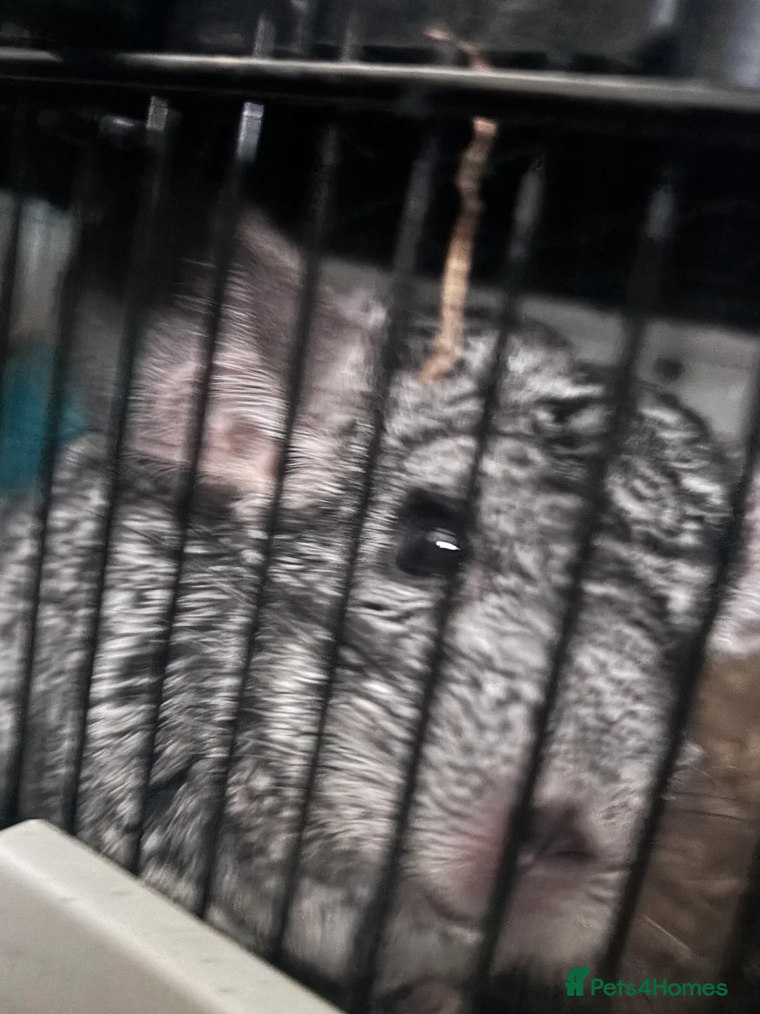 Chinchilla rodents for sale: Chinchilla  - Advert 1