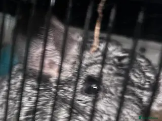 Chinchilla rodents Chinchilla - Advert 1