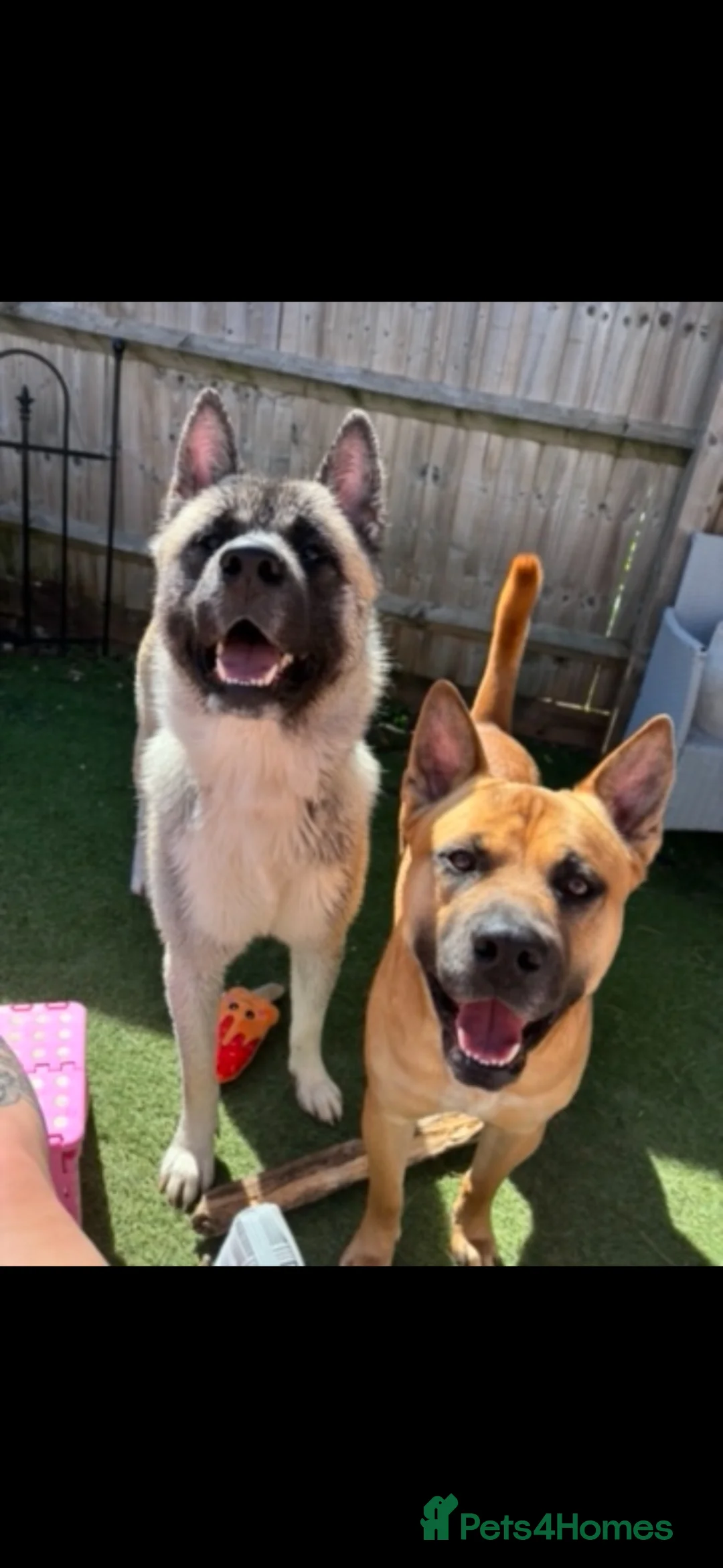 Mixed Breed dogs for sale: Max needs a new home  - Advert 3