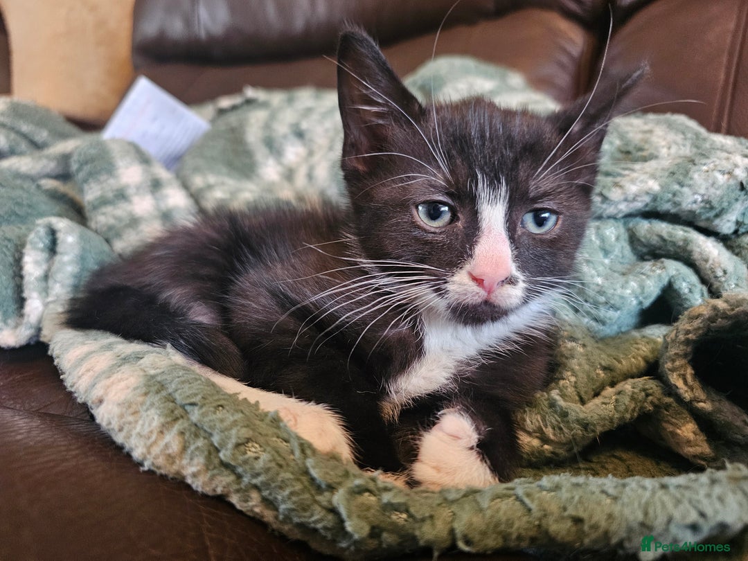 Mixed Breed cats for sale: 4 kittens looking for forever homes - Image 8