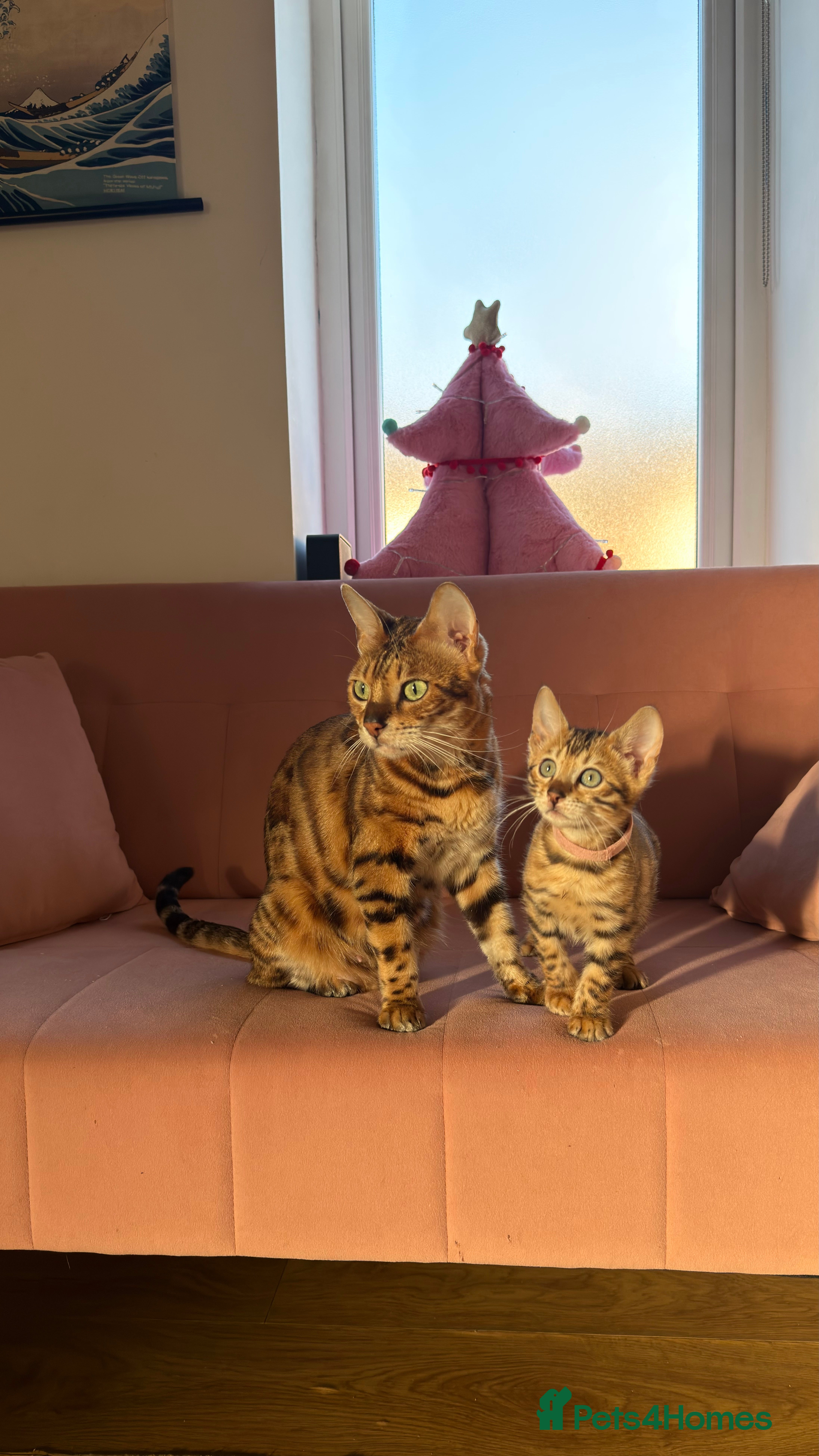 Bengal cats Adorable Female Bengal Kitten TICA  - Advert 2