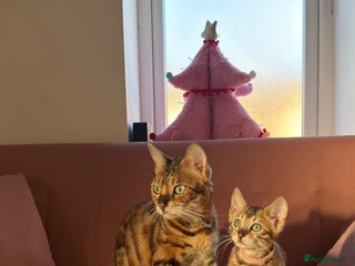 Bengal cats Adorable Female Bengal Kitten TICA - Advert 3