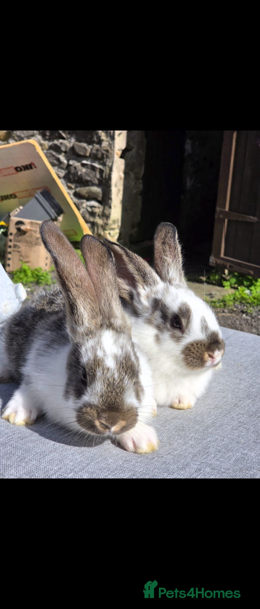 Continental Giant rabbits Continental Giant Babies For Reserve - Advert 1