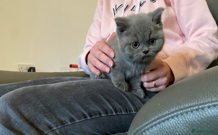 British Shorthair cats - Advert 6