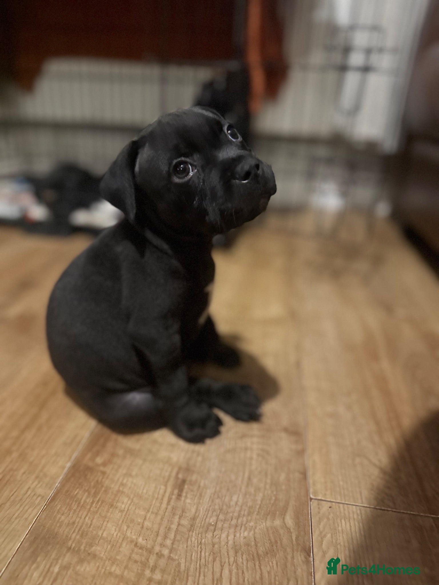 Staffordshire Bull Terrier dogs 3 left! staffy puppy’s ready to leave  - Advert 2