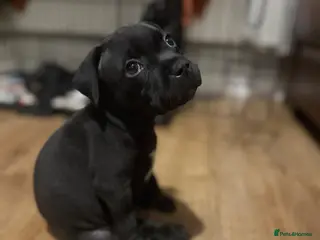 Staffordshire Bull Terrier dogs Staffy pups! 3 left. Ready to leave! - Advert 1
