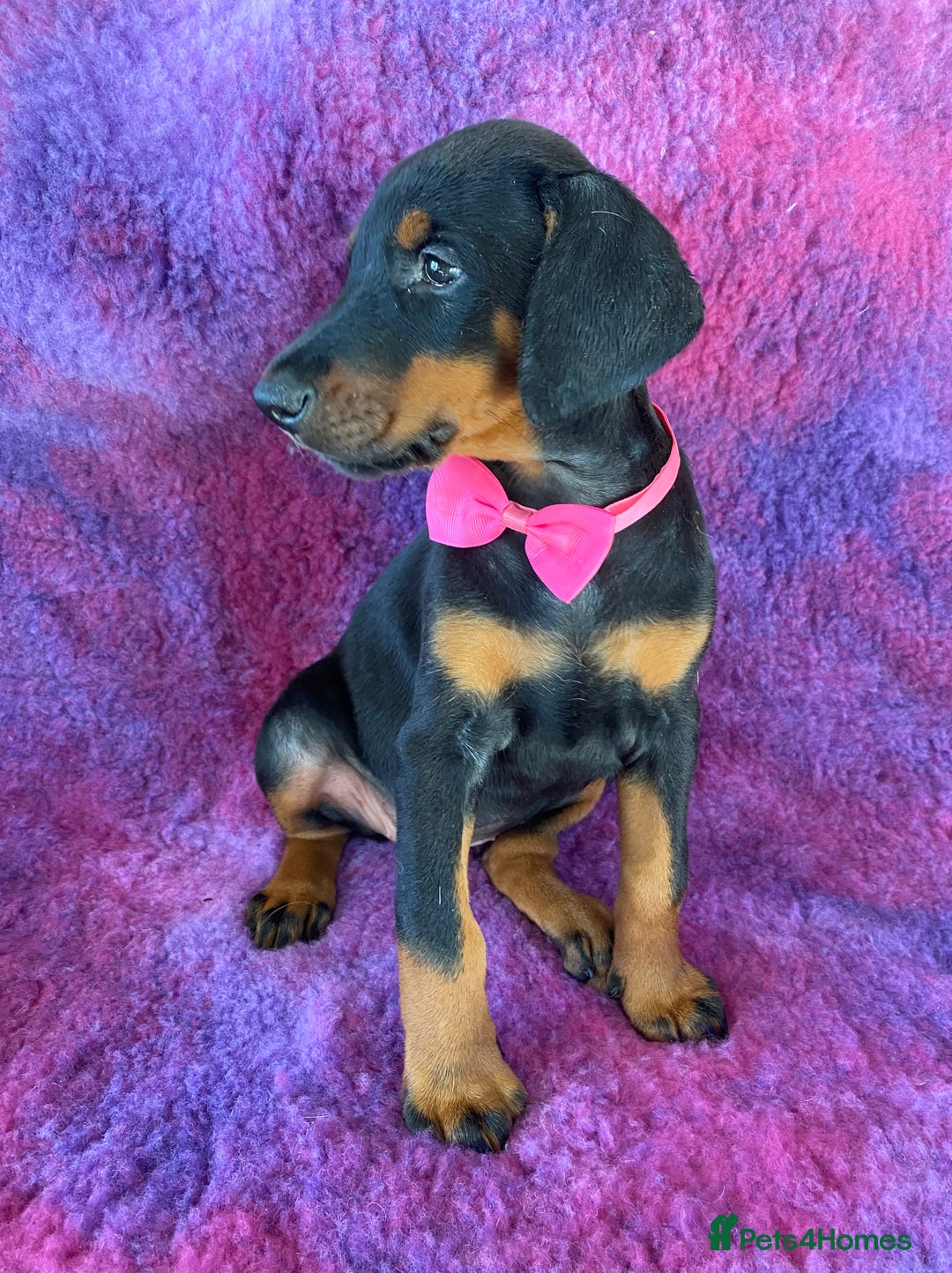 Dobermann dogs for sale: KC REG HEALTH TESTED EUROPEAN DOBERMAN : REDUCED! - Advert 24