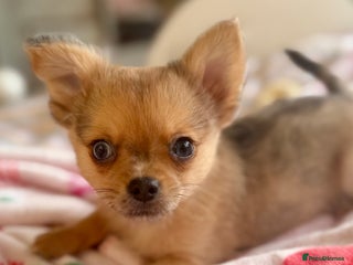 Chihuahua dogs Merle Chihuahua Puppy Ready Now - Advert 13