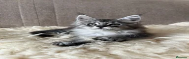 Maine Coon 6