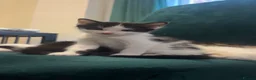 Mixed Breed cats for sale: Beautiful little of black and white fluffy kittens - Advert 9