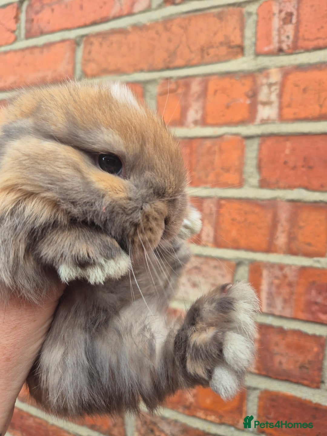 Mini Lop rabbits for sale: Ready to leave 24th September  - Image 6