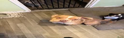American Bully dogs for sale: Beautiful exotic pocket bully male - Advert 3