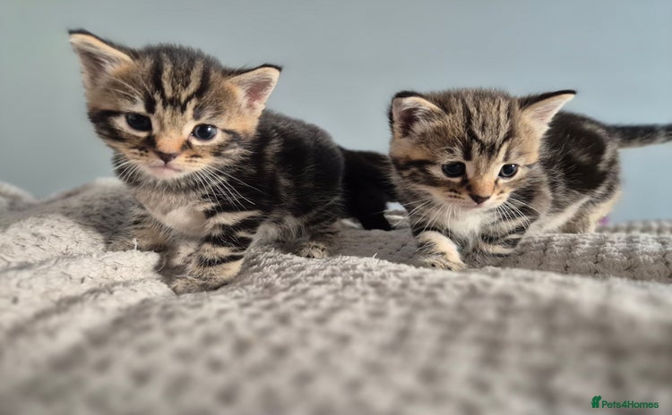 Mixed Breed cats - Advert 6