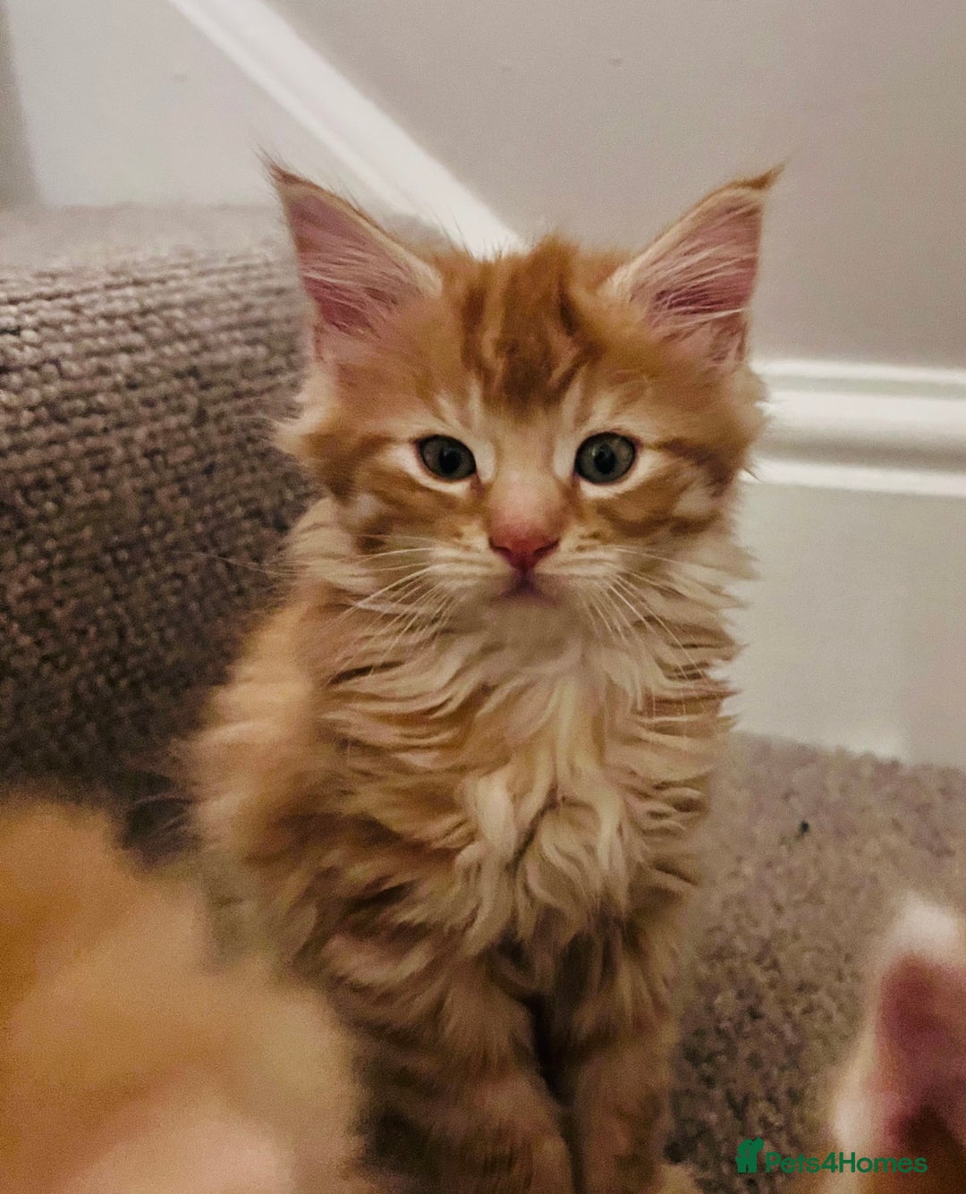 Maine Coon cats for sale: Beautiful Maine Coon x fur babies  - Image 11
