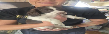Mixed Breed 4