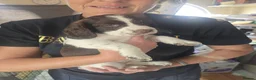 Mixed Breed dogs for sale: Cindy Lou’s beautiful puppies in Gloucester - Advert 6