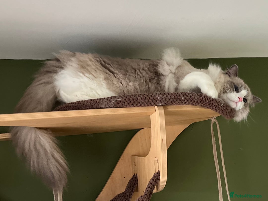 Ragdoll cats for sale: Amazing big ragdoll boy.  - Advert 6
