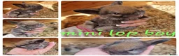 Mini Lop rabbits for sale: Mini lop babies available for reserve  - Advert 4