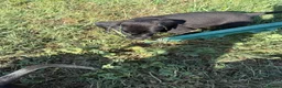 Mixed Breed dogs for sale: Adorable Labrador xxx puppies  - Advert 15