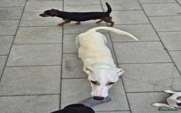 Greyhound dogs for sale: 2 Female Greyhounds - Image 9