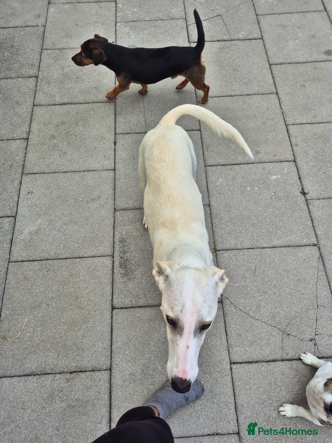 Greyhound dogs for sale: 2 Female Greyhounds - Image 9