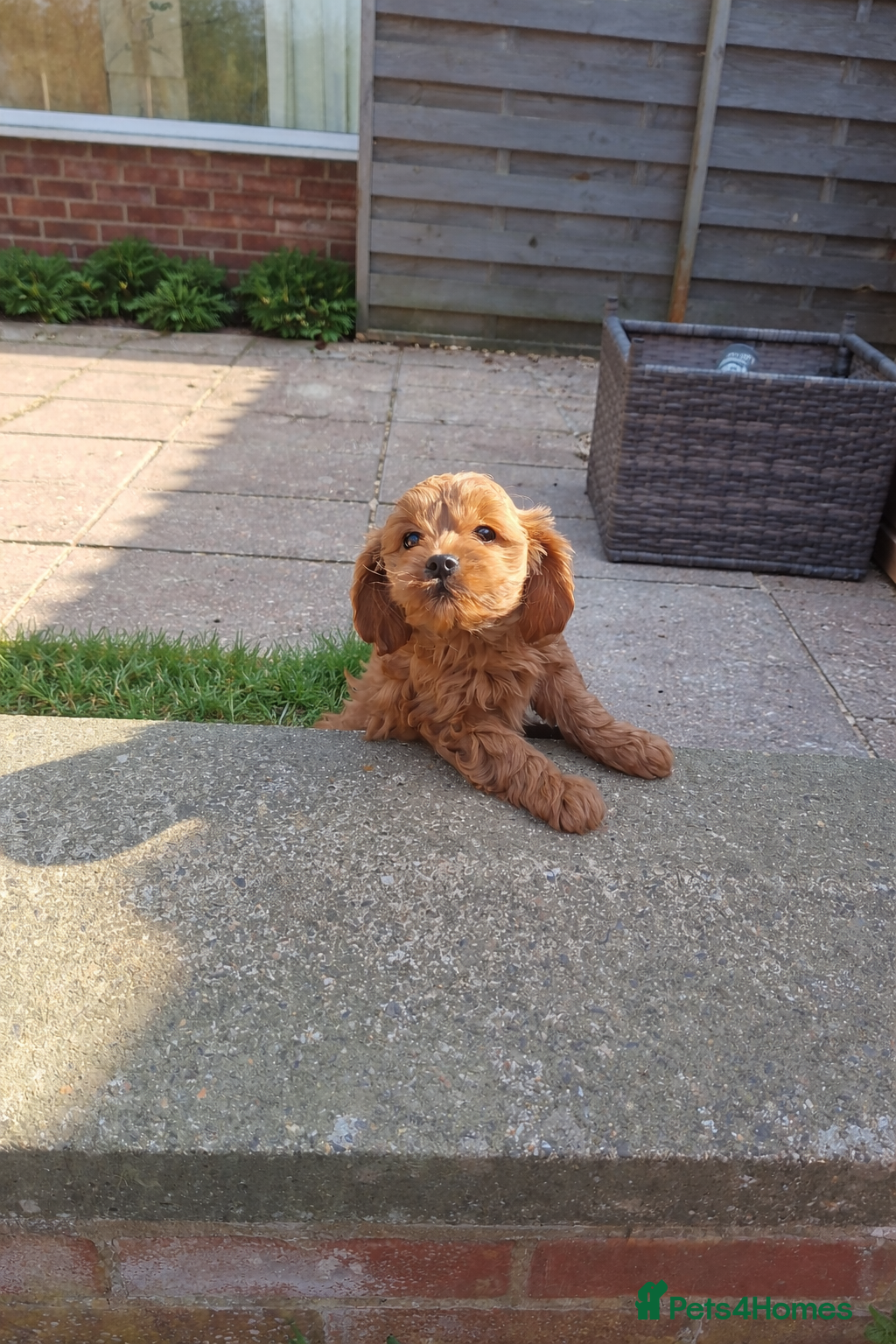 Cavapoo dogs Health tested fully vaccinated toy Cavapoo - Advert 12