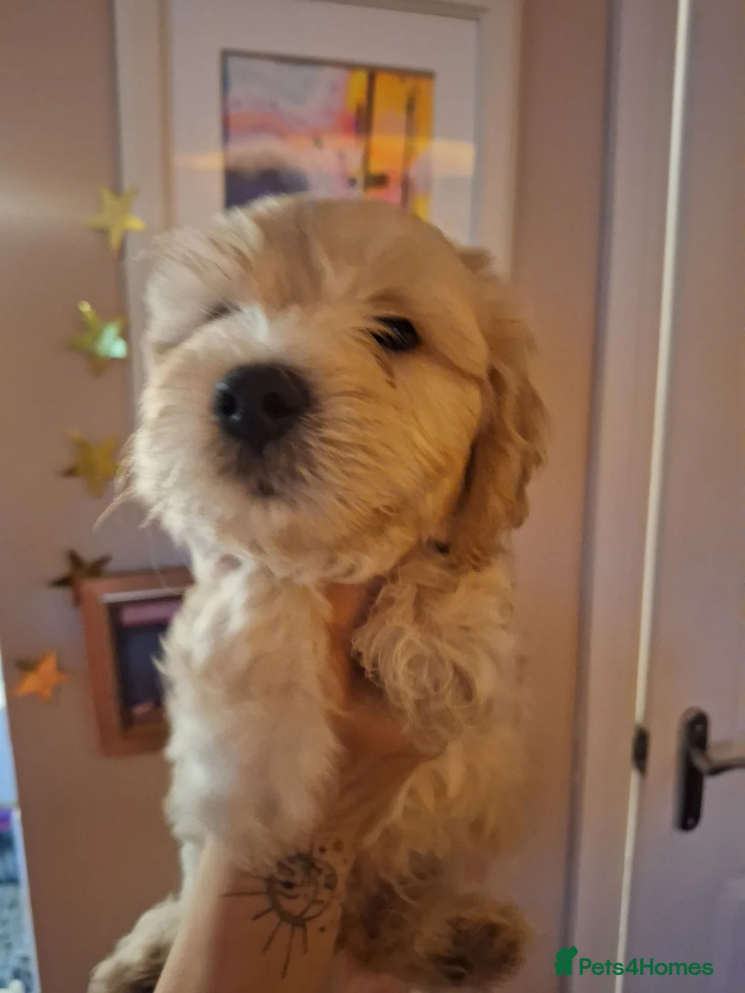 Mixed Breed dogs for sale: 3 Beautiful Maltipoo Puppies  in Grange-over-Sands - Advert 11