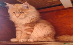 Ragcoon cats for sale: Troublesome two - Image 4