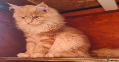 Ragcoon cats - Advert 13