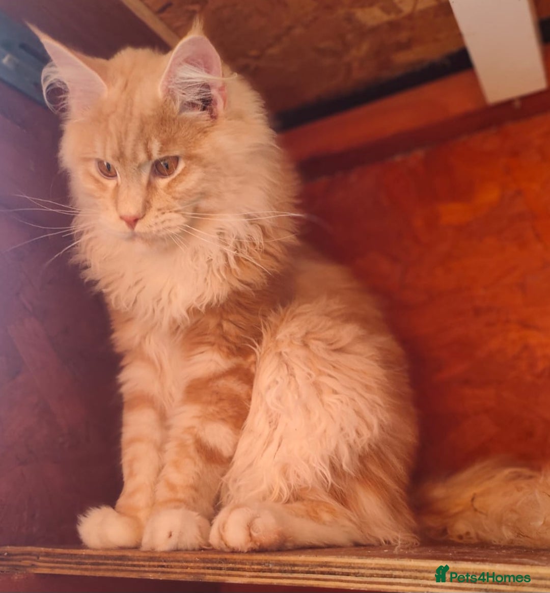 Ragcoon cats for sale: Troublesome two - Image 4