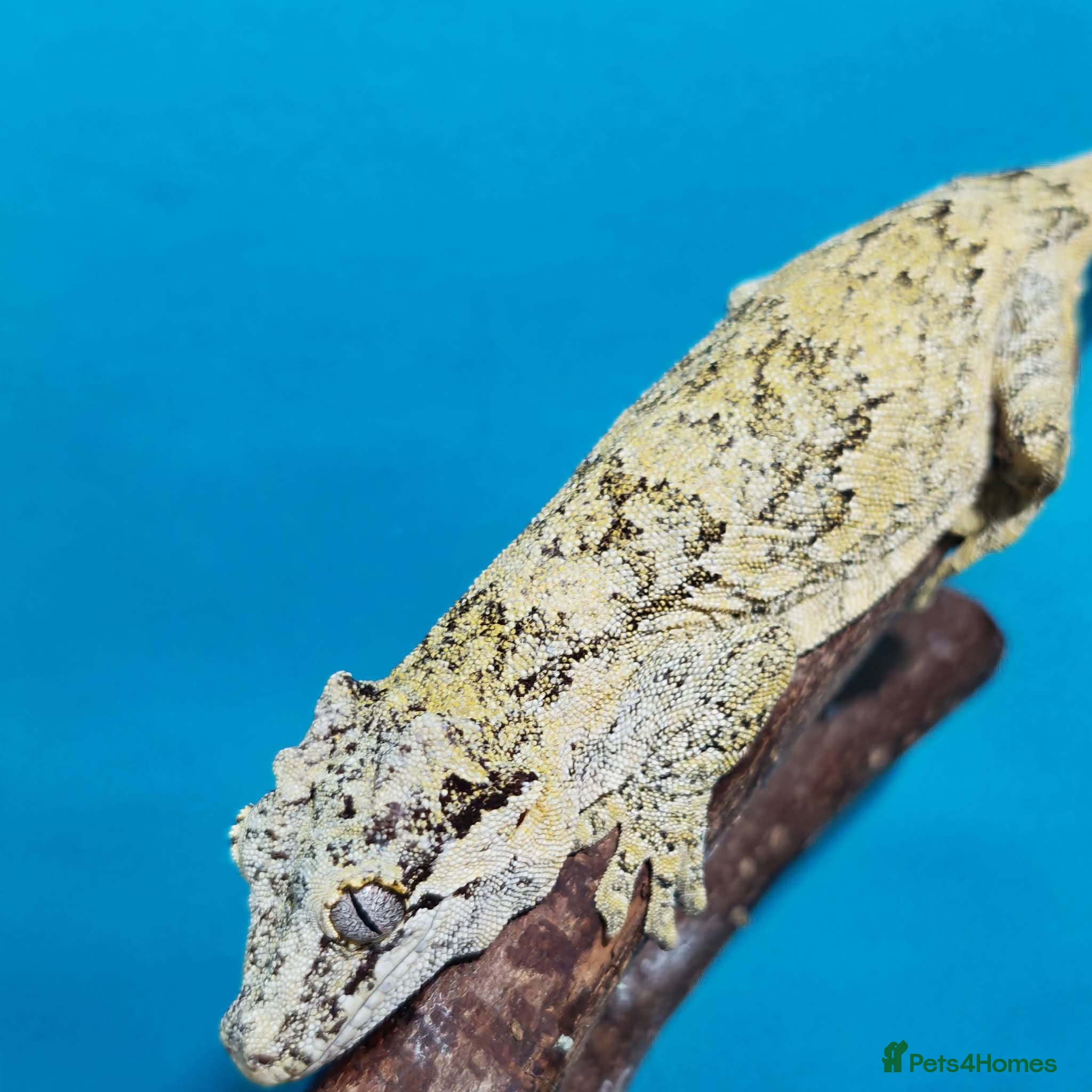 Gecko reptiles Geckos available with setups - Advert 7