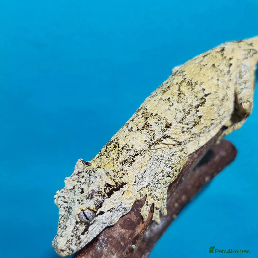 Gecko reptiles for sale: Geckos available with setups - Advert 1