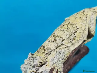 Gecko reptiles Geckos available with setups - Advert 7