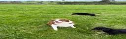 Mixed Breed dogs for sale: Border Collie x Golden Retriever pups for sale  in Glasgow - Advert 32