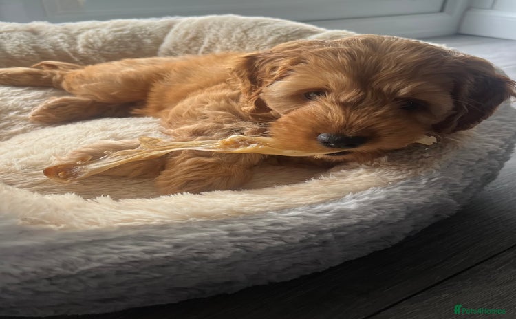Cockapoo dogs - Advert 1