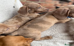 Miniature Dachshund dogs for sale: READY TO LEAVE Rainbow KC Reg Miniature Dachshunds - Image 5