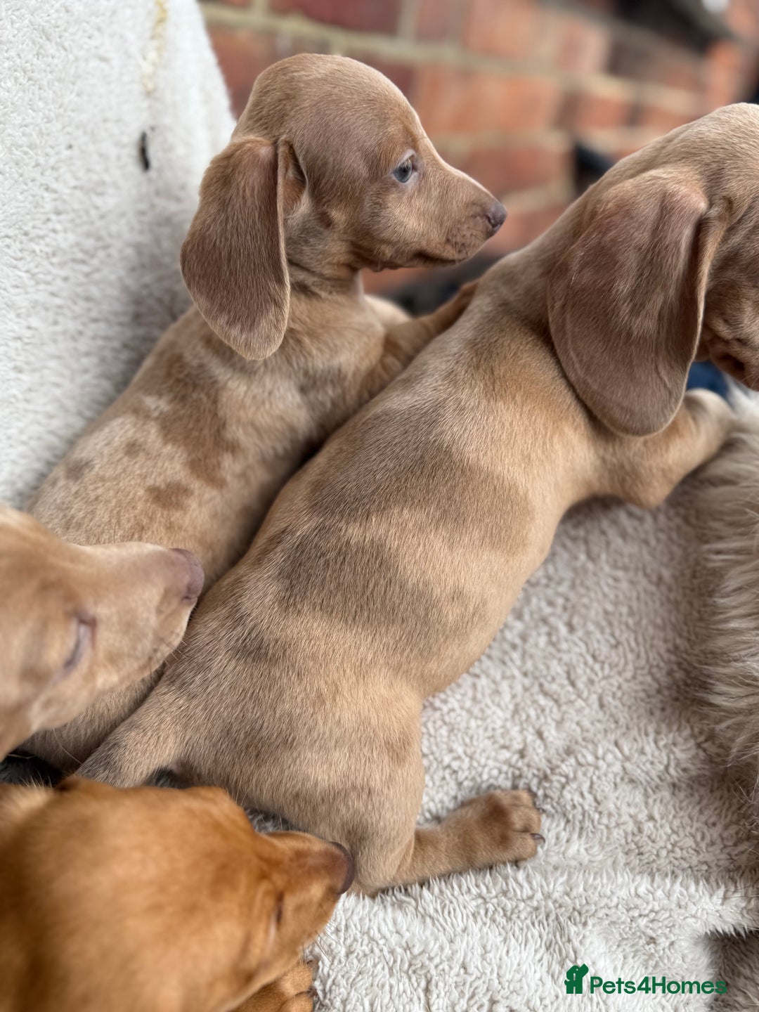 Miniature Dachshund dogs for sale: READY TO LEAVE Rainbow KC Reg Miniature Dachshunds - Image 5