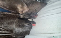 Staffordshire Bull Terrier dogs for sale: Beautiful Male blue Staffy puppy  - Image 5