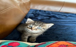 Mixed Breed cats for sale: Ragdoll cross kittens - Image 5