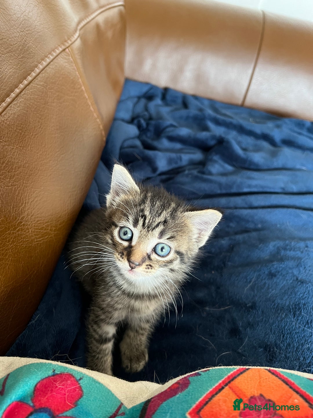 Mixed Breed cats for sale: Ragdoll cross kittens - Image 5