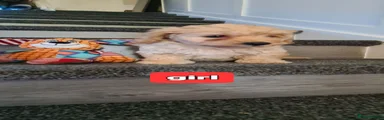 Jackapoo 5