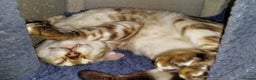 Bengal cats for stud: AMAZING SNOW LYNX STUD BENGAL TICA reg  in Harlow - Advert 24