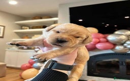 Labrador Retriever dogs for sale: Playful black & golden Labrador pups - Image 2