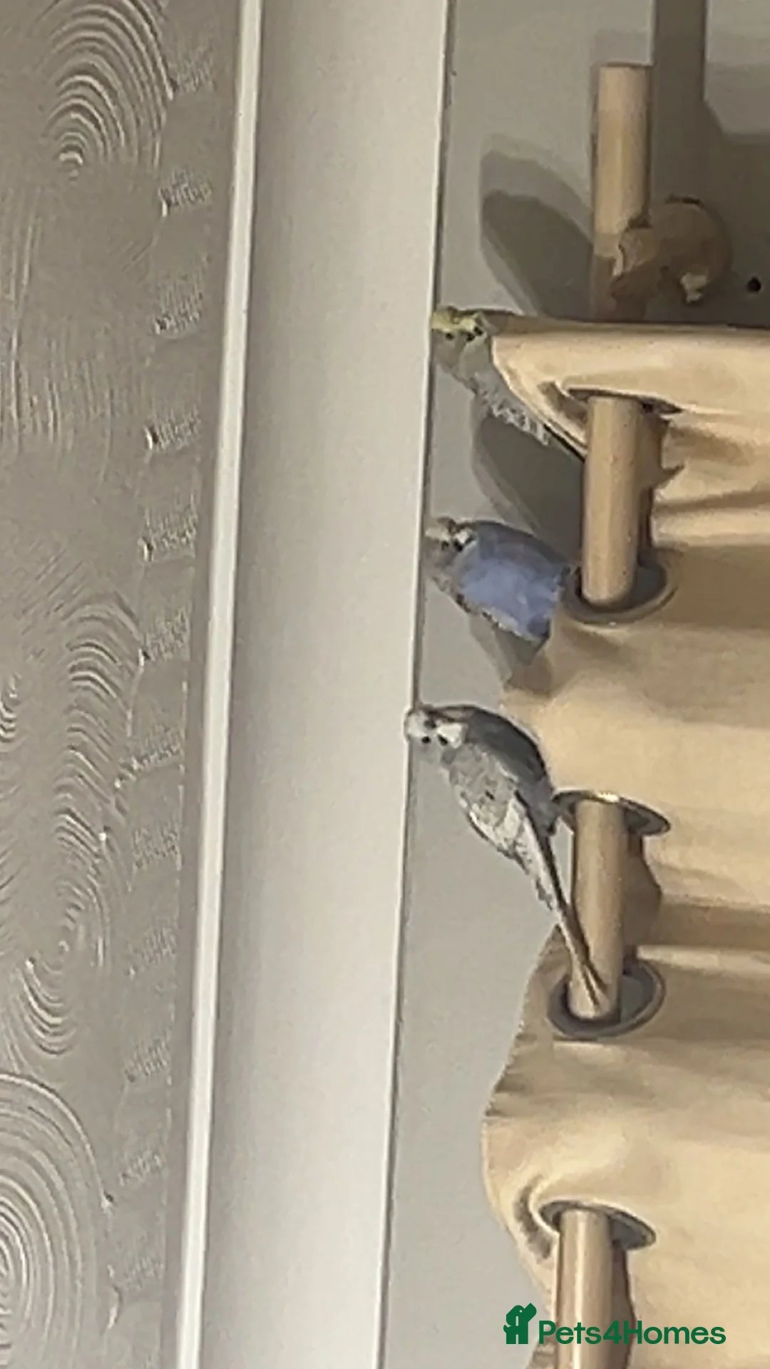 Budgerigars birds for sale: Budgie birds in Gloucester - Advert 1