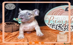 French Bulldog dogs for sale: Hello Pumpkin KC Frenchie Bulldogs A* Ready Soon! - Image 20